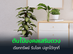 ต้นไม้มงคล