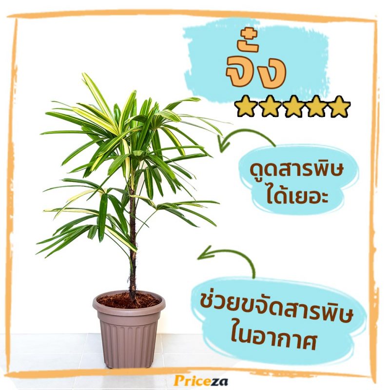 ต้นไม้กรองฝุ่น-จั๋ง
