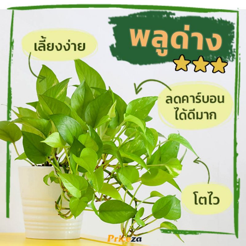 ต้นพลูด่าง