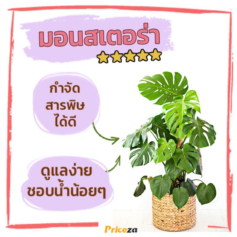 ต้นมอนสเตอร่า
