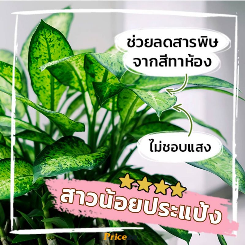 ต้นสาวน้อยประแป้ง