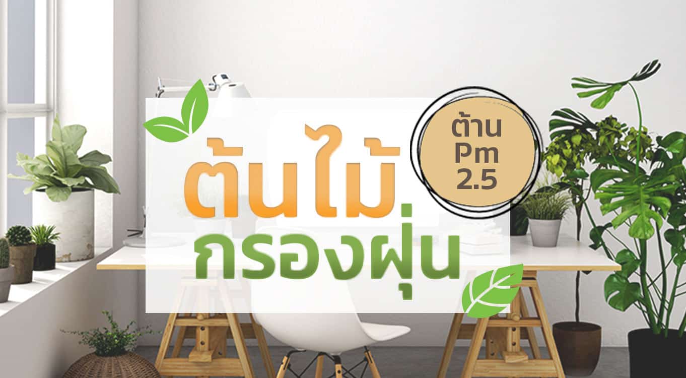 ต้นไม้กรองฝุ่น