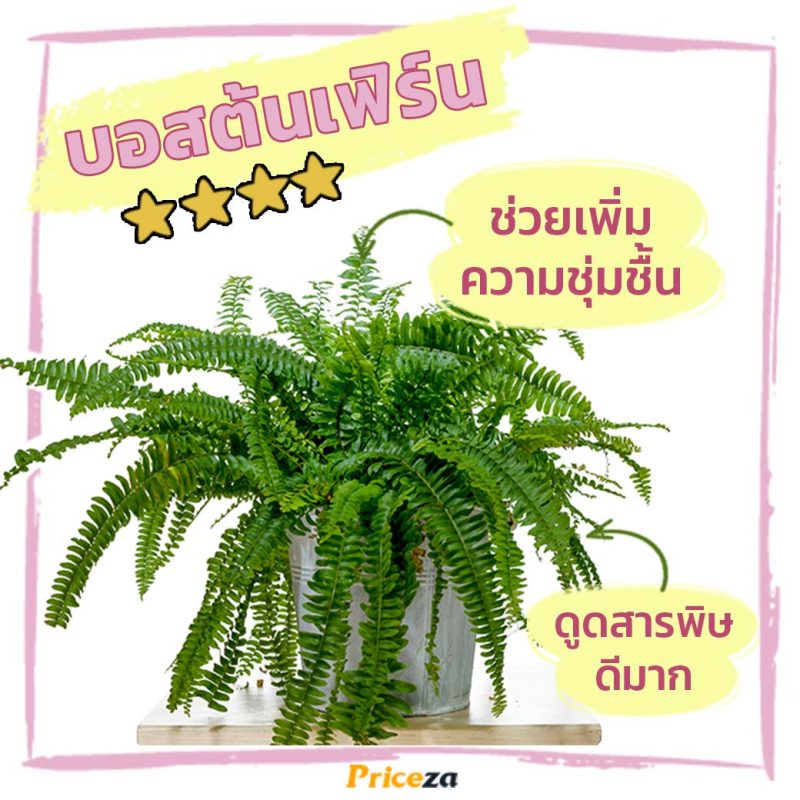 บอสต้นเฟิร์น