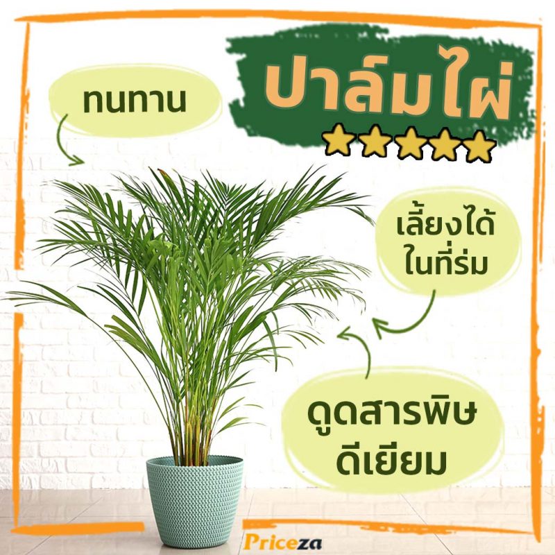 ปาล์มไผ่