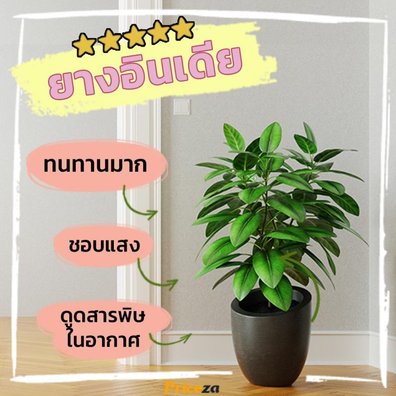 ยางอินเดีย