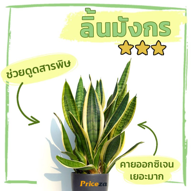 ลิ้นมังกร