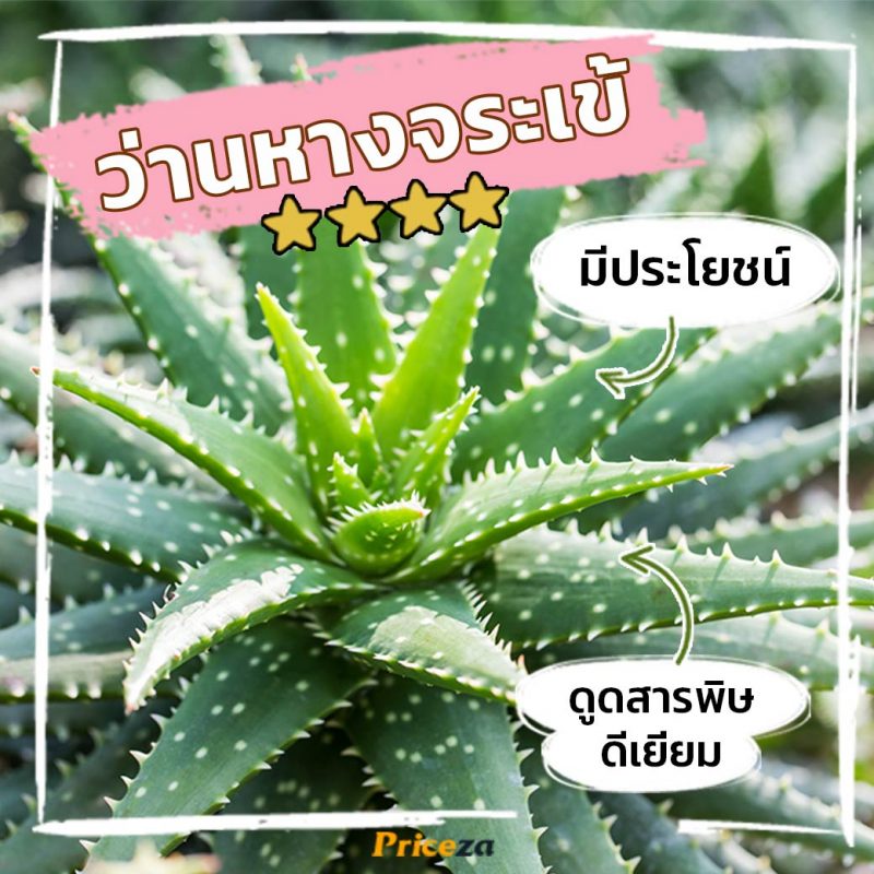 ว่านหางจระเข้