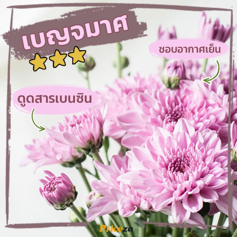 เบญจมาศ