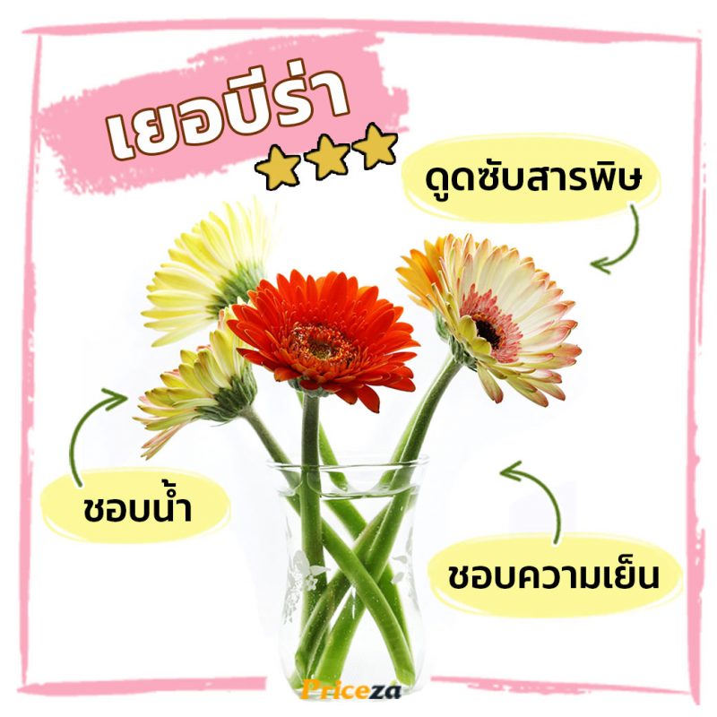 เยอบีร่า