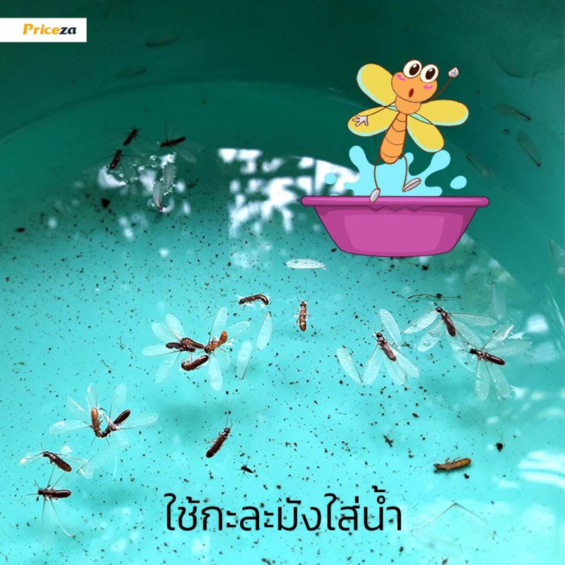 กำจัดแมงเม่า-กะละมัง