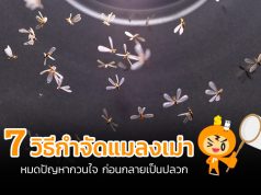 กำจัดแมลงเม่า