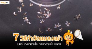 กำจัดแมลงเม่า