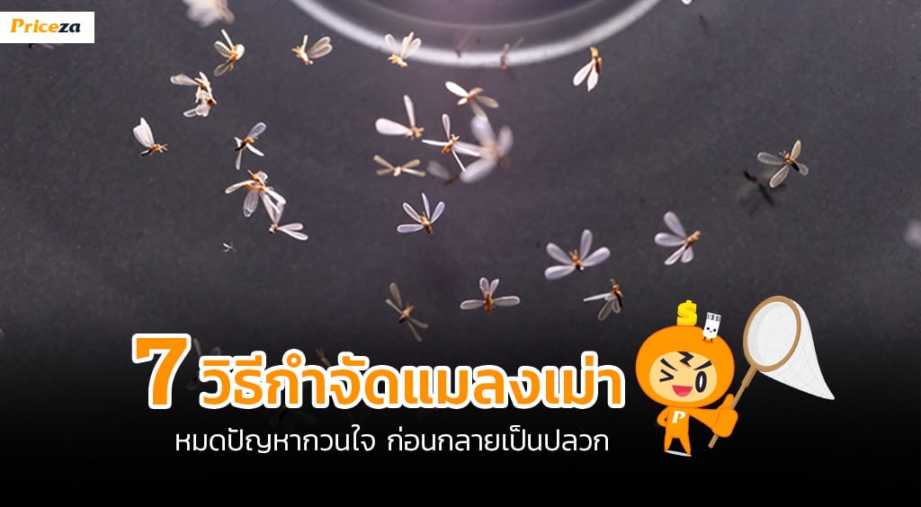 กำจัดแมลงเม่า กำจัดแมลงเม่า