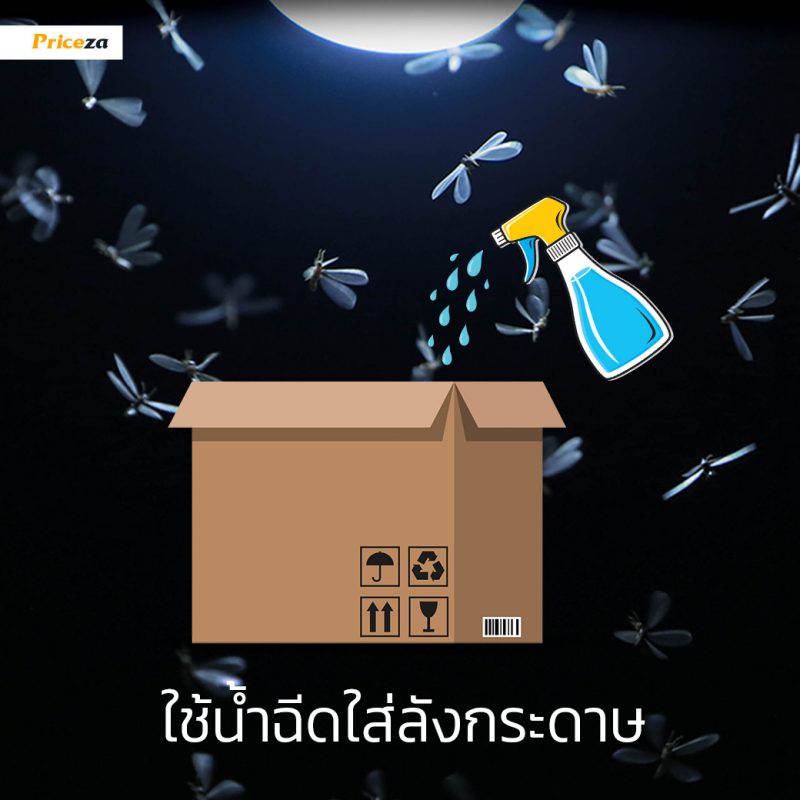 กำจัดแมงเม่า-ฉีดน้ำใส่ลัง