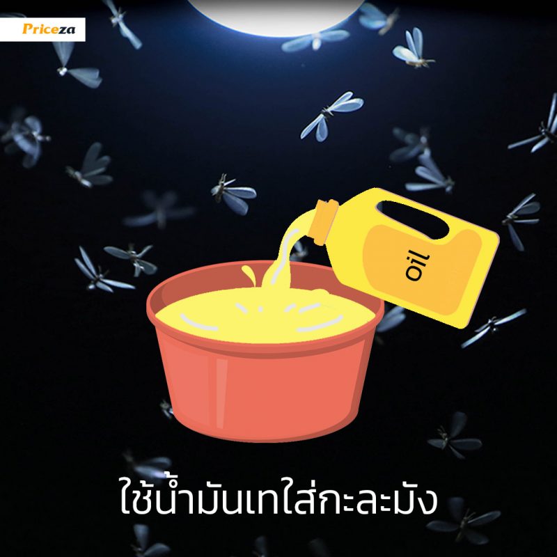 กำจัดแมงเม่า-น้ำมันใส่กะละมัง