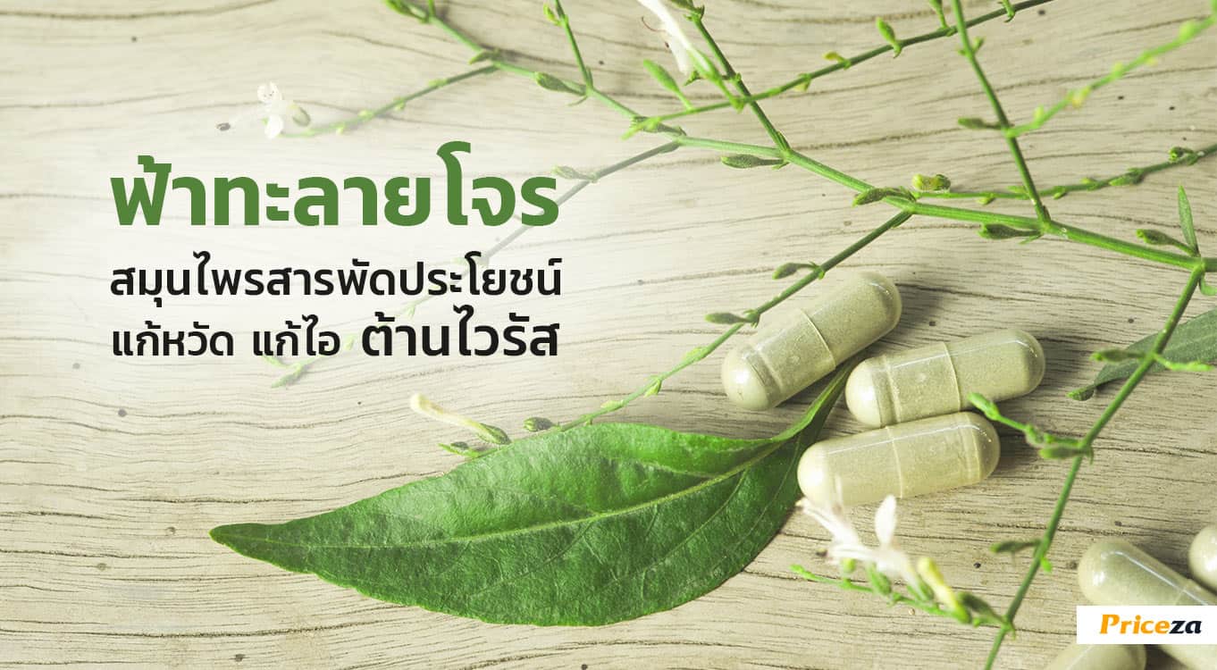 ฟ้าทะลายโจร-ประโยชน์-สรรพคุณ-ไวรัส