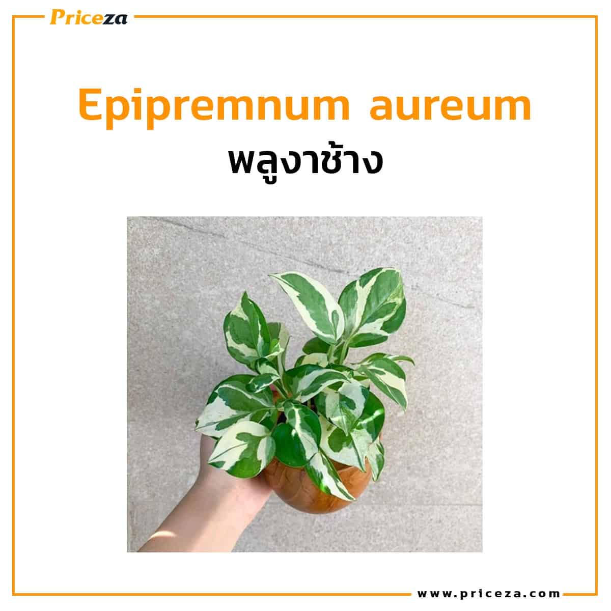 Epipremnum-aureum