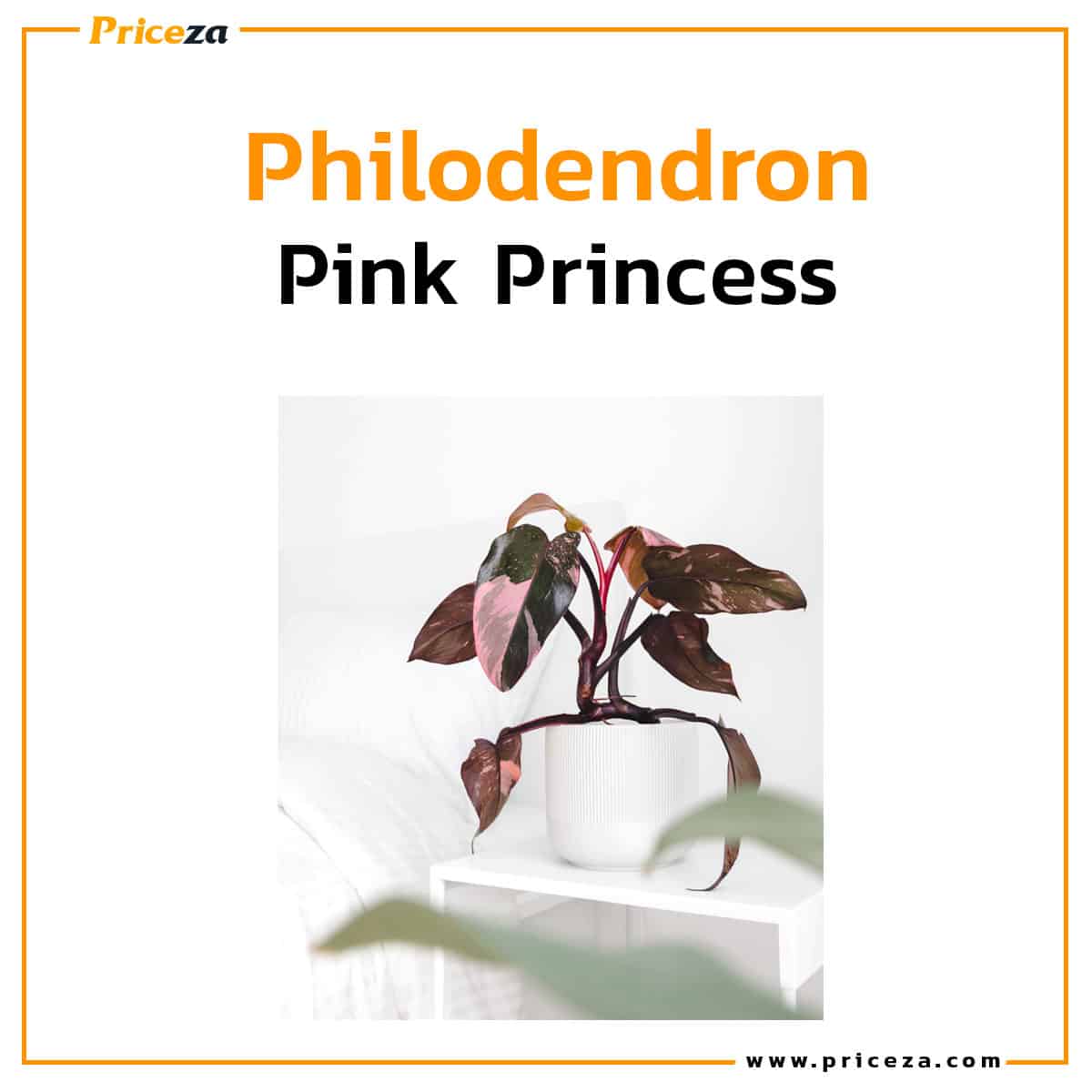 Philodendron-Pink-Princess
