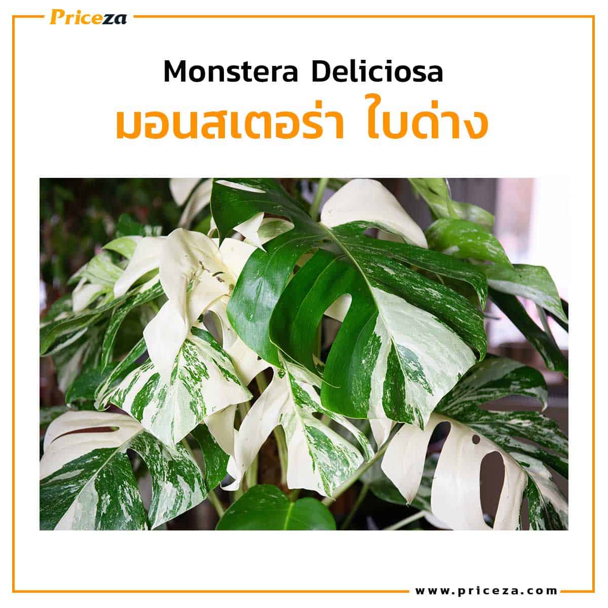 monstera-deliciosa