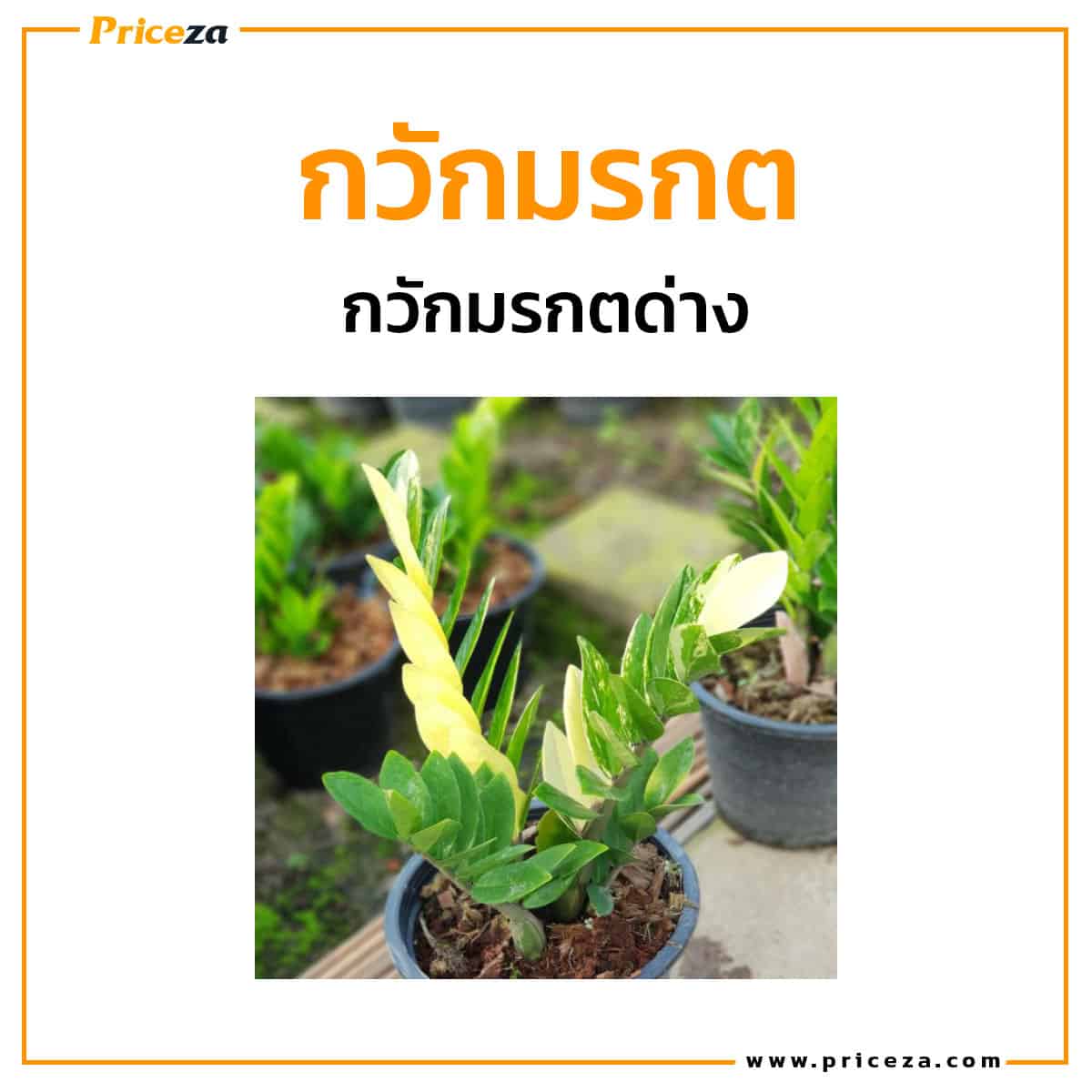 กวักมรกตด่าง