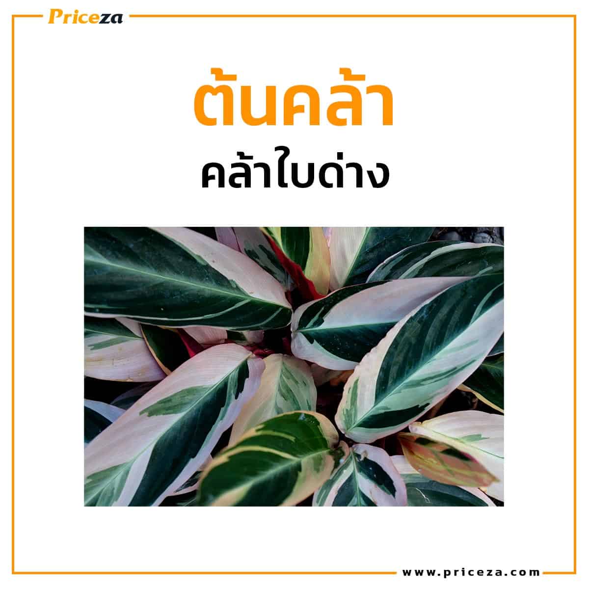 คล้า