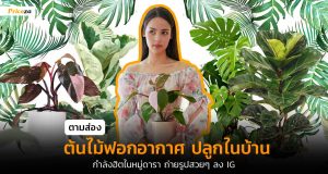 ปลูกต้นไม้ตามดารา