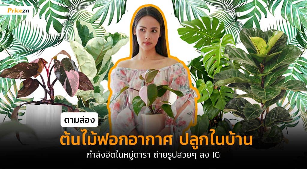 ปลูกต้นไม้ตามดารา ปลูกต้นไม้ตามดารา