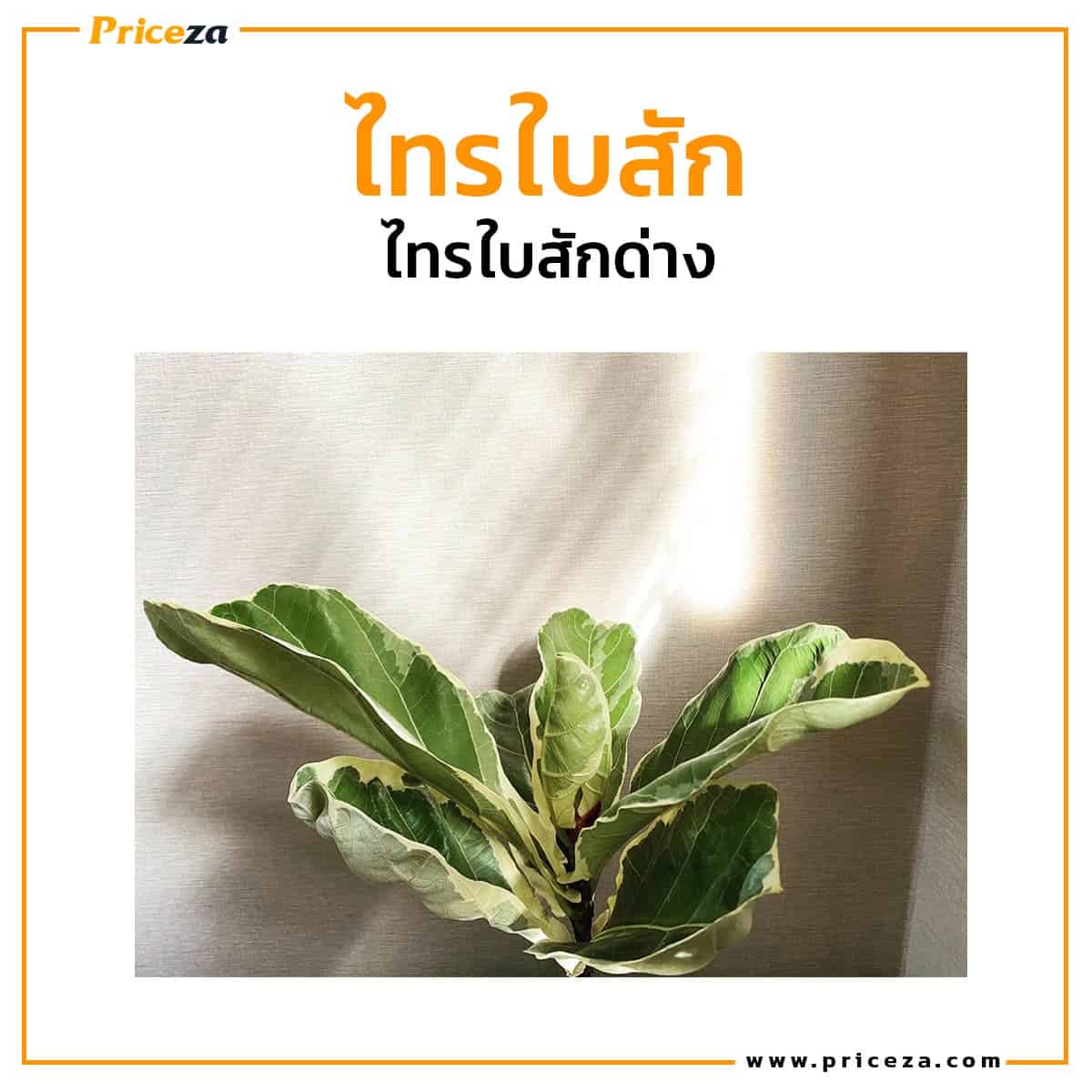 ไทรใบสัก-ต้นไม้ฟอกอากาศ