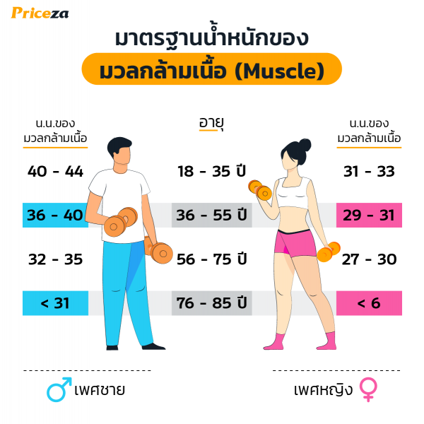 มวลกล้ามเนื้อ