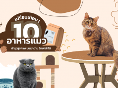 อาหารแมว ยี่ห้อไหนดี