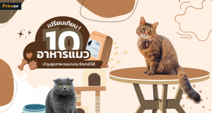 อาหารแมว ยี่ห้อไหนดี